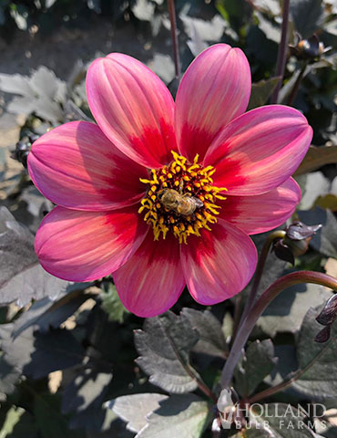 Dahlegria Tri-Colore Dahlia Unique dahlia flowers, pink dahlias, purple foliage dahlias, dwarf dahlias, dahlias for containers