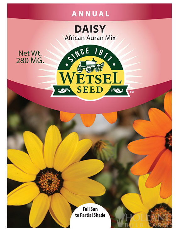 Daisy African Auran mix