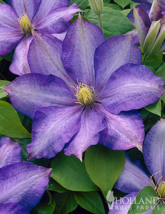 Daniel Deronda Pre-Potted Clematis