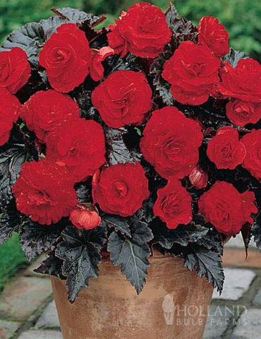 Dark Leaf Red Begonia 