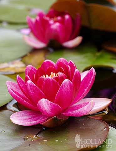 Dark Red Water Lily 