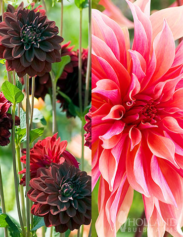 Dazzling Dahlias Duo Collection dahlia tubers for sale, dahlia combinations, labyrinth dahlias, labyrinth decorative dahlias, arabian night decorative dahlias, summer blooming dahlias 