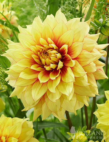 Dazzling Sun Dinnerplate Dahlia dahlias, dahlia retailers, dahlia collection, giant dinner plate dahlias, dazzling sun dinner plate dahlia, yellow dahlias, yellow and red dahlias, dahlia tubers