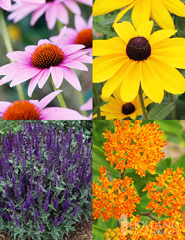 Deer Resistant Sun Garden Collection deer resistant gardens, deer resistant summer flowers, deer resistant perennials, perennials deer wont eat, perennials deer dont like, rabbit proof plant, rabbit proof perennials 