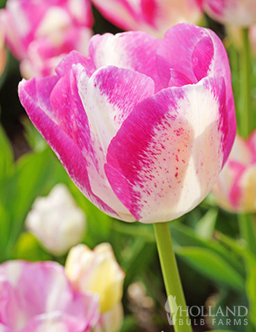 Del Piero Triumph Tulip 