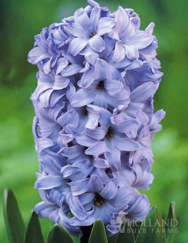 Delft Blue Hyacinth