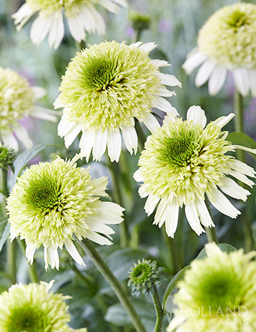 Delicious Nougat Coneflower Unique coneflowers, new coneflowers, new coneflowers 2019, double coneflowers, plants for sun, deer resistant perennials, drought tolerant perennials, perennials for cut flowers