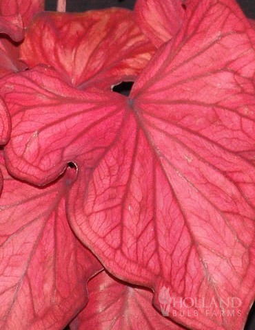 Desert Sunset Caladium 