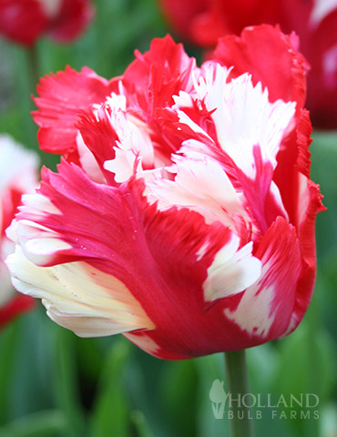 Destiny (Estella Rijnveld) Parrot Tulip 