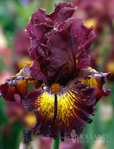 Devils Playground Bearded Iris 