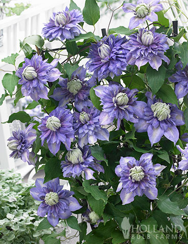 Diamantina Clematis 