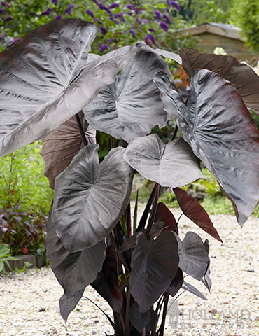 Diamond Head Elephant Ear jumbo diamond head elephant ear bulbs, jumbo diamond head colocasia, jumbo diamond head elephant ears, planting elephant ears, soil for colocasia