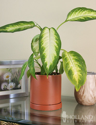 Dieffenbachia Camille Houseplant 