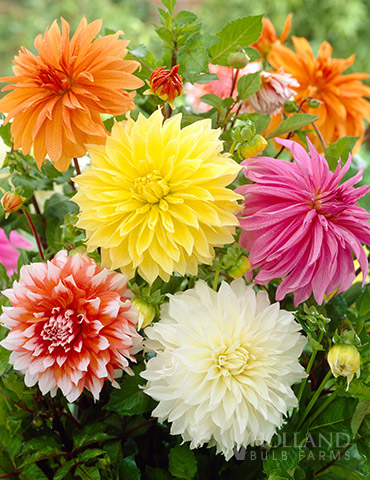 Dinnerplate Dahlia Super Mix 