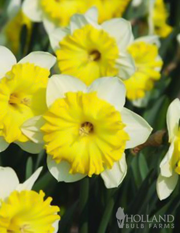 Dinnerplate Large Cupped Daffodil 