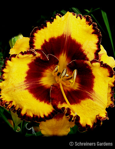 Disco Music Reblooming Daylily 