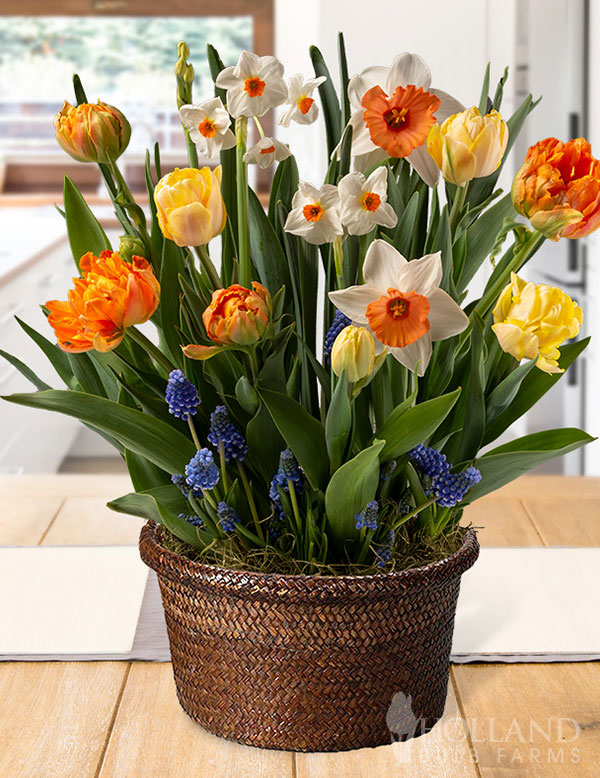 Divine Floral Medley Potted Bulb Garden