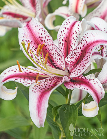 Dizzy Oriental Lily 