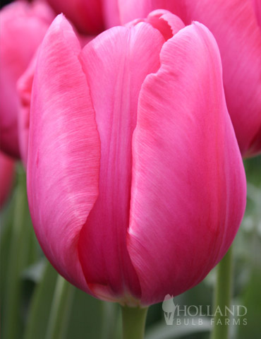 Don Quichotte Triumph Tulip 