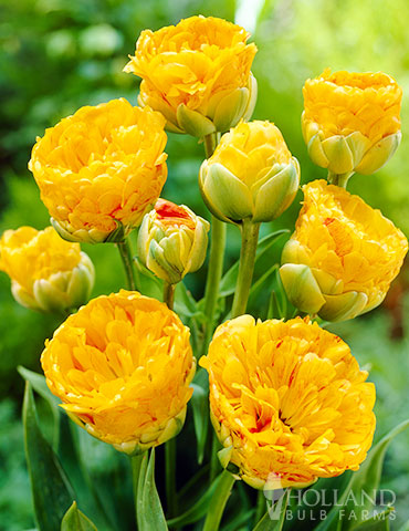 Double Beauty of Apeldoorn Darwin Hybrid Tulip peony tulips, beauty of apeldoorn, yellow tulips, orange tulips, double tulips, tulip bulbs for sale, tulip bulbs on sale, tulip bulbs when to plant