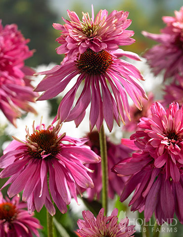 Double Decker Coneflower 