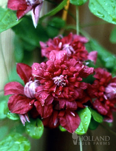 Double Purple Pre-Potted Clematis