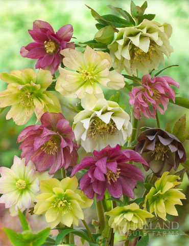 Double Queen Hellebores 