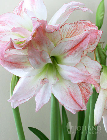 Double Record Amaryllis 