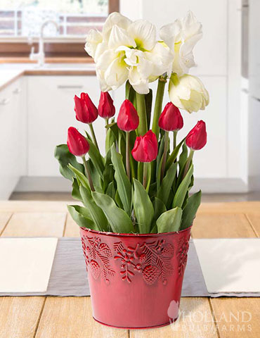 Double Take Potted Bulb Garden 