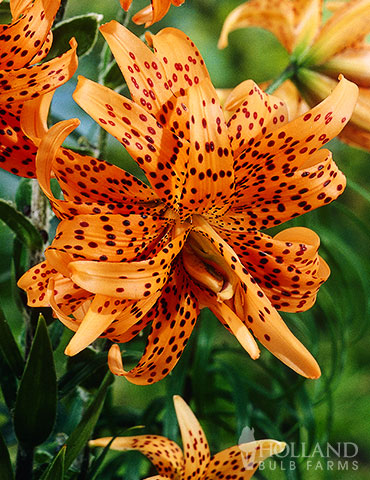 Double Tiger Lily Flore Pleno 