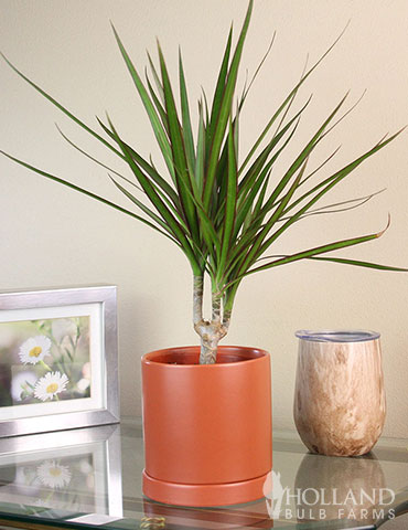 Dracaena Marginata Cane Houseplant 