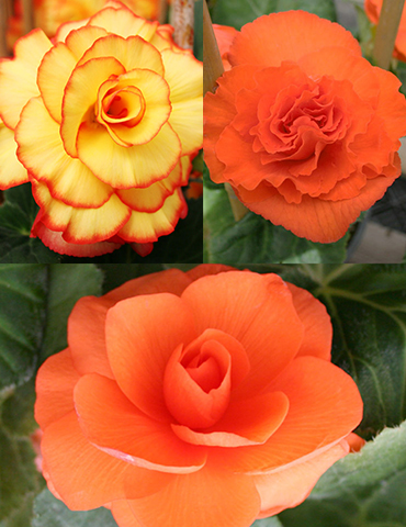 Dreamy Creamy Orange Begonias Collection 