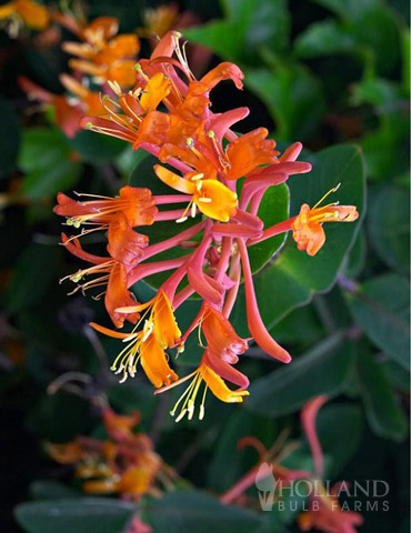 Dropmore Scarlet Honeysuckle