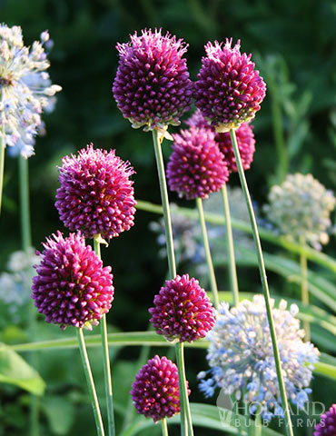 Drumstick Allium allium sphaerocephalon, allium bulbs, drumstick allium leaves, drumstick allium for sale, drumstick allium height, how to take care of allium flowers