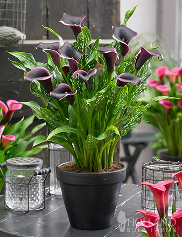 Dubai Nights Calla Lilies 