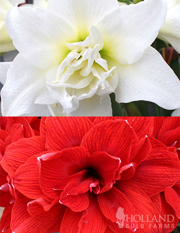 Duchess Double Amaryllis Duo amaryllis bulbs for sale, best amaryllis bulbs, dutch amaryllis bulbs for sale, double amaryllis bulbs, ice queen amaryllis