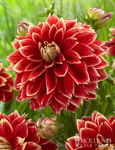 Dutch Carnival Dahlia dutch carnival dahlia, large red flowers, large red dahlias, dahlia addict, dinnerplate dahlia, red dahlia, red and yellow dahlia, flowers that love sun, dahlias for sale