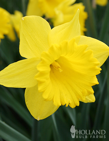 Dutch Master Daffodil 