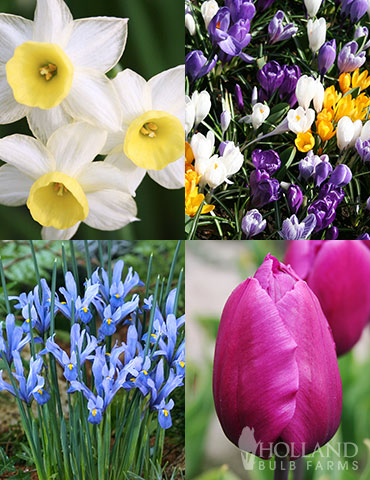 Early Spring Flowers Garden Kit early spring blooms, crocus bulbs, glory of the snow, dwarf dutch iris, what blooms in early spring, earliest flowers in spring, earliest flowers to bloom in spring, groundcover bulbs