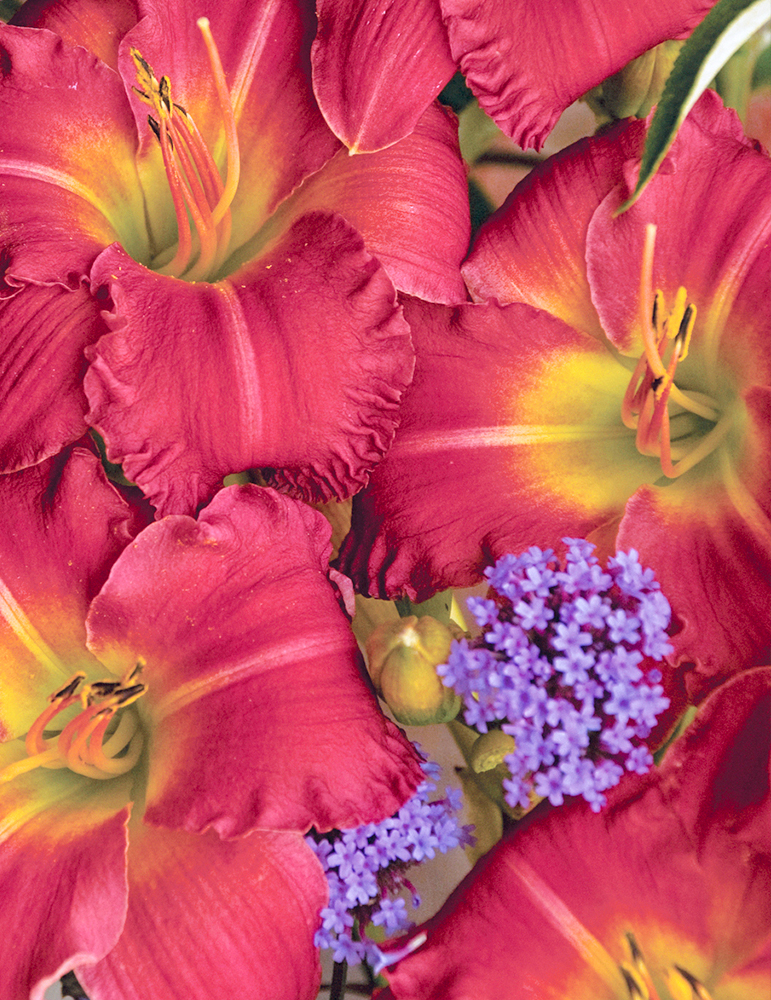 Earlybird Cardinal Re-Blooming Daylily 