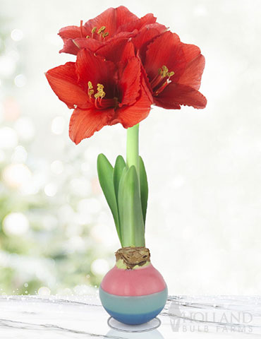 Easter Egg Waxed Amaryllis 