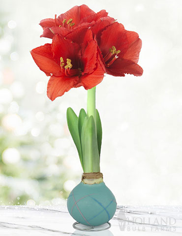 Easter Picasso Waxed Amaryllis 