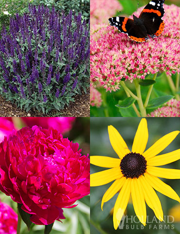 Easy Complete Sun Garden sunny flowers, full sun perennials zone 5, sunny garden plans, plants that grow in full sun, top 10 perennials, full sun perennial garden designs, 3 season perennial garden plans, perennial plant of the year, perennial garden kits