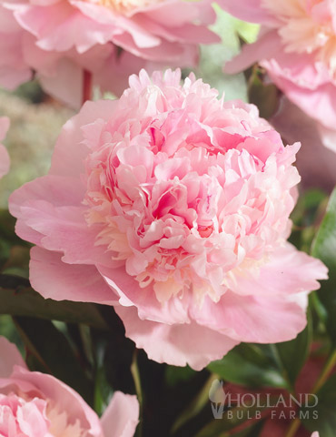 Eden's Perfume Peony