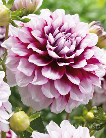 Edinburgh Decorative Dahlia 