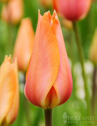 El Nino Single Late Tulip 