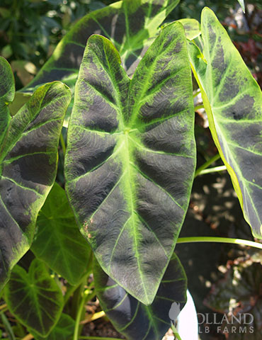 Elephant Ear Illustris 