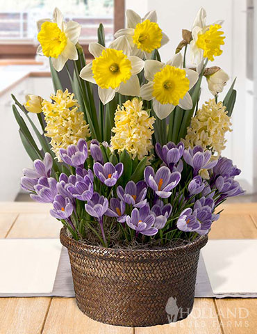 Eminence Potted Bulb Garden potted bulb gardens, pre-planted gardens, garden gifts, bulb gardens, hyacinths in pots, crocus in pots, daffodils in pots, gifts for grandma, gifts for mom, gifts for dad, mothers day gifts, easter flower gifts