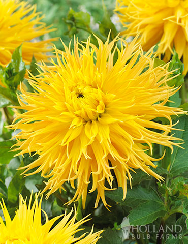 Encore Dahlia dahlia tubers, encore dahlia, swan island dahlias, fimbriata dahlias, yellow dahlias, dahlias for sale near me, dinnerplate dahlias, dahlias cut flowers