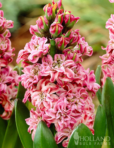 Eros Double Hyacinth 